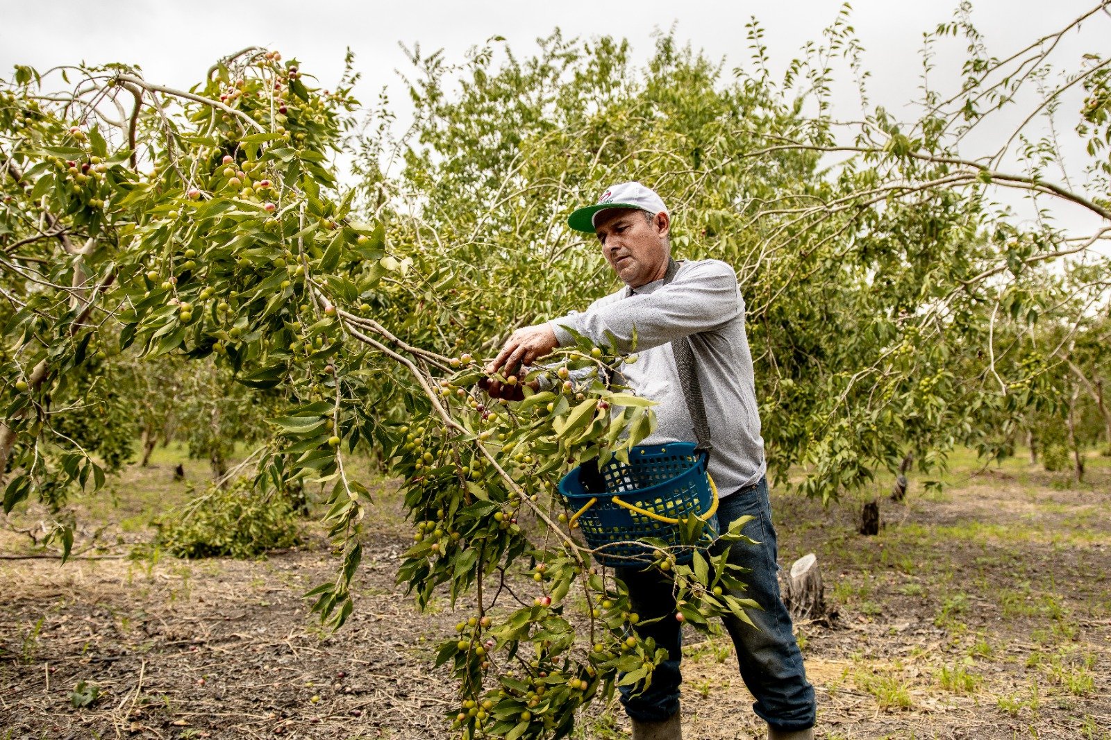 agriculto busqueda camu camu yarinacocha