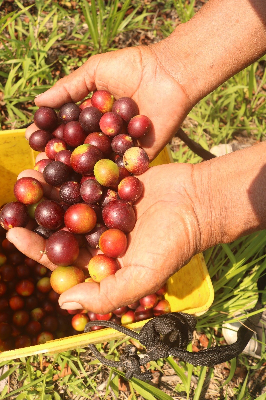 camu camu fresco cooperativa yarinacocha