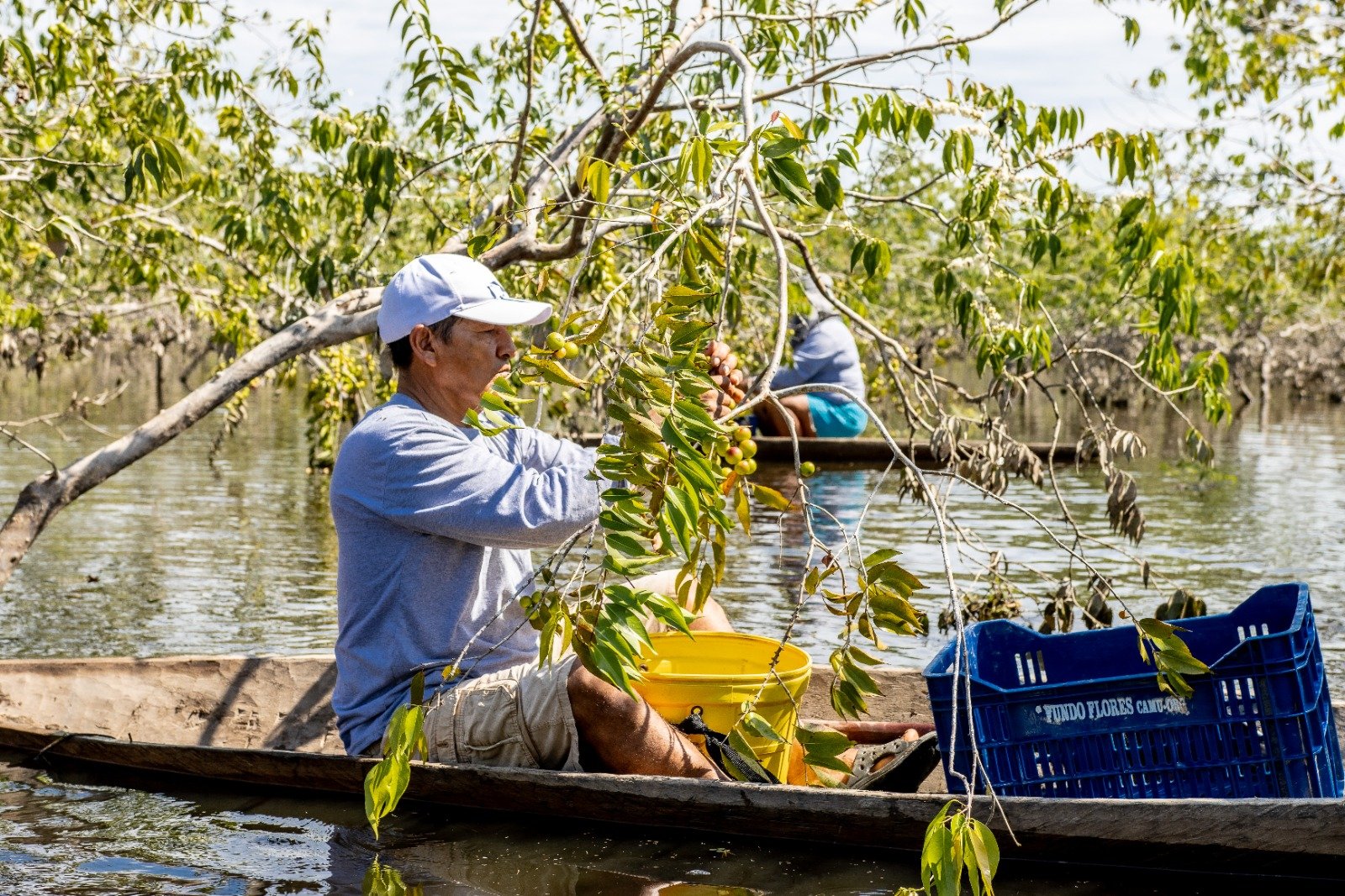 control calidad camu camu agricultores