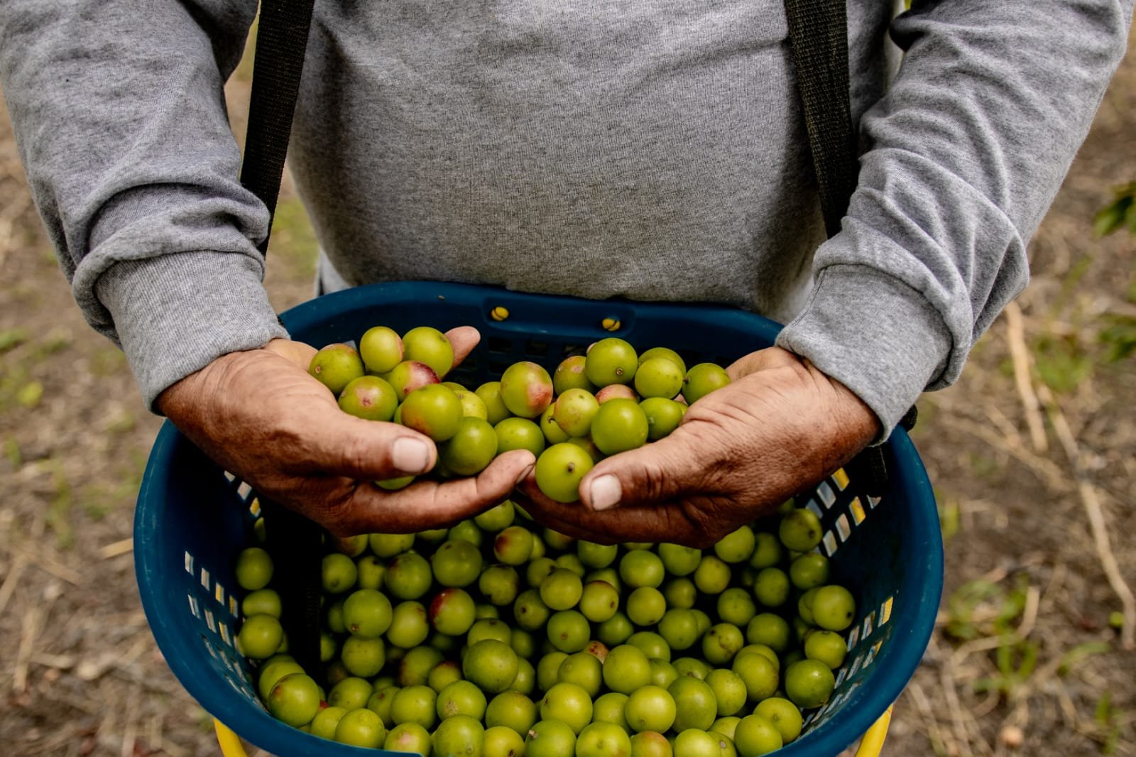 cosecha camu camu agricultores cooperativa