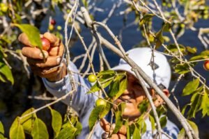 cultivo cosecha camu camu yarinacocha
