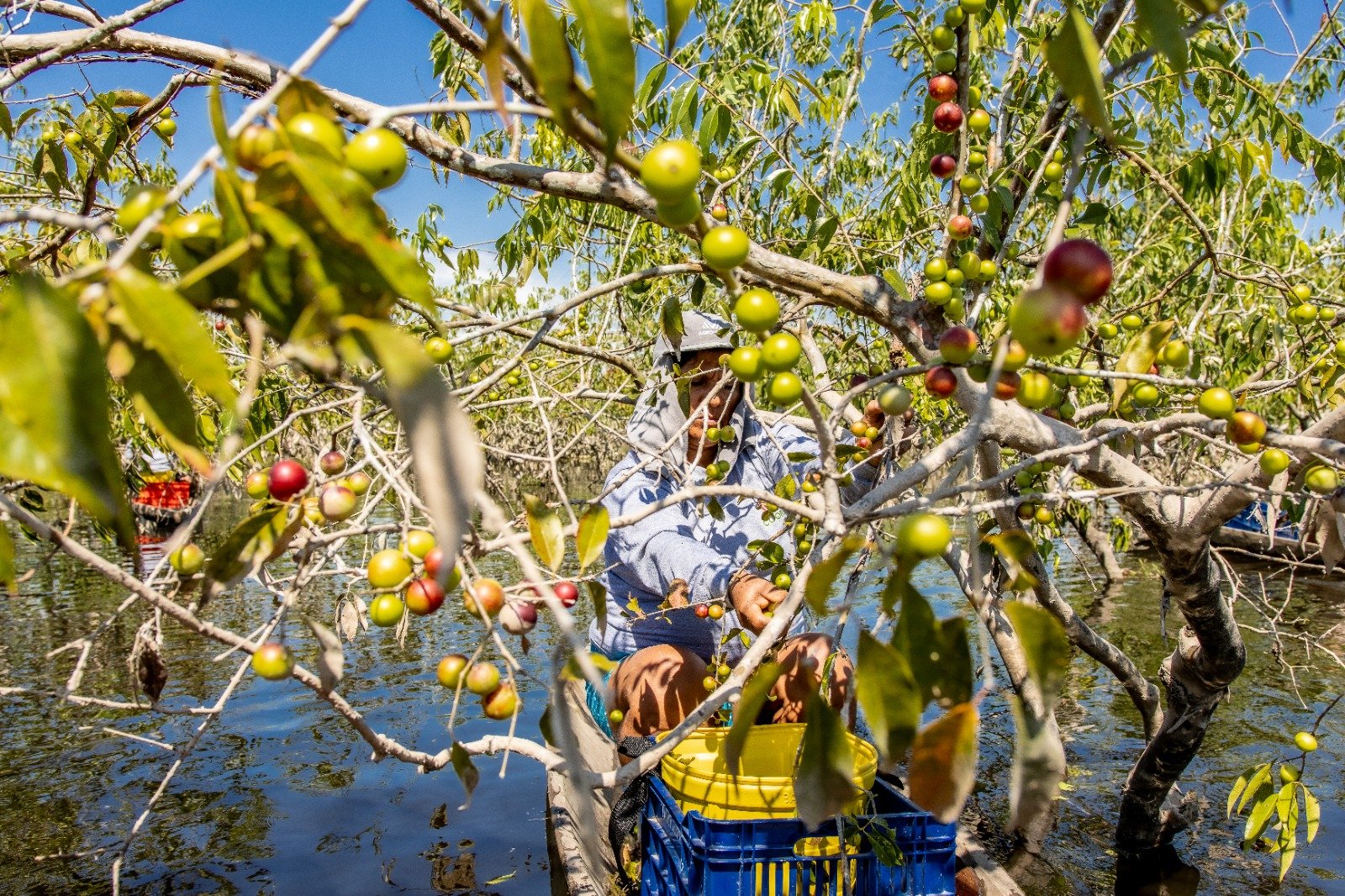 recolecta camu camu yarinacocha