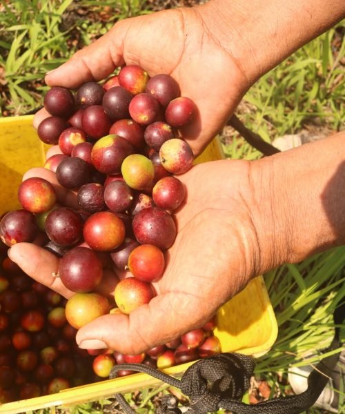 camu camu fresco cooperativa yarinacocha